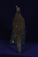 藍腹鷴藏品圖，第13張